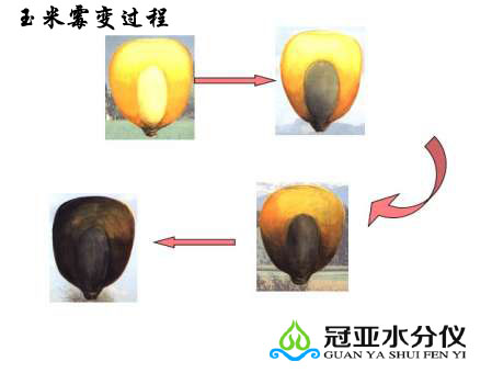 玉米快速水分仪
